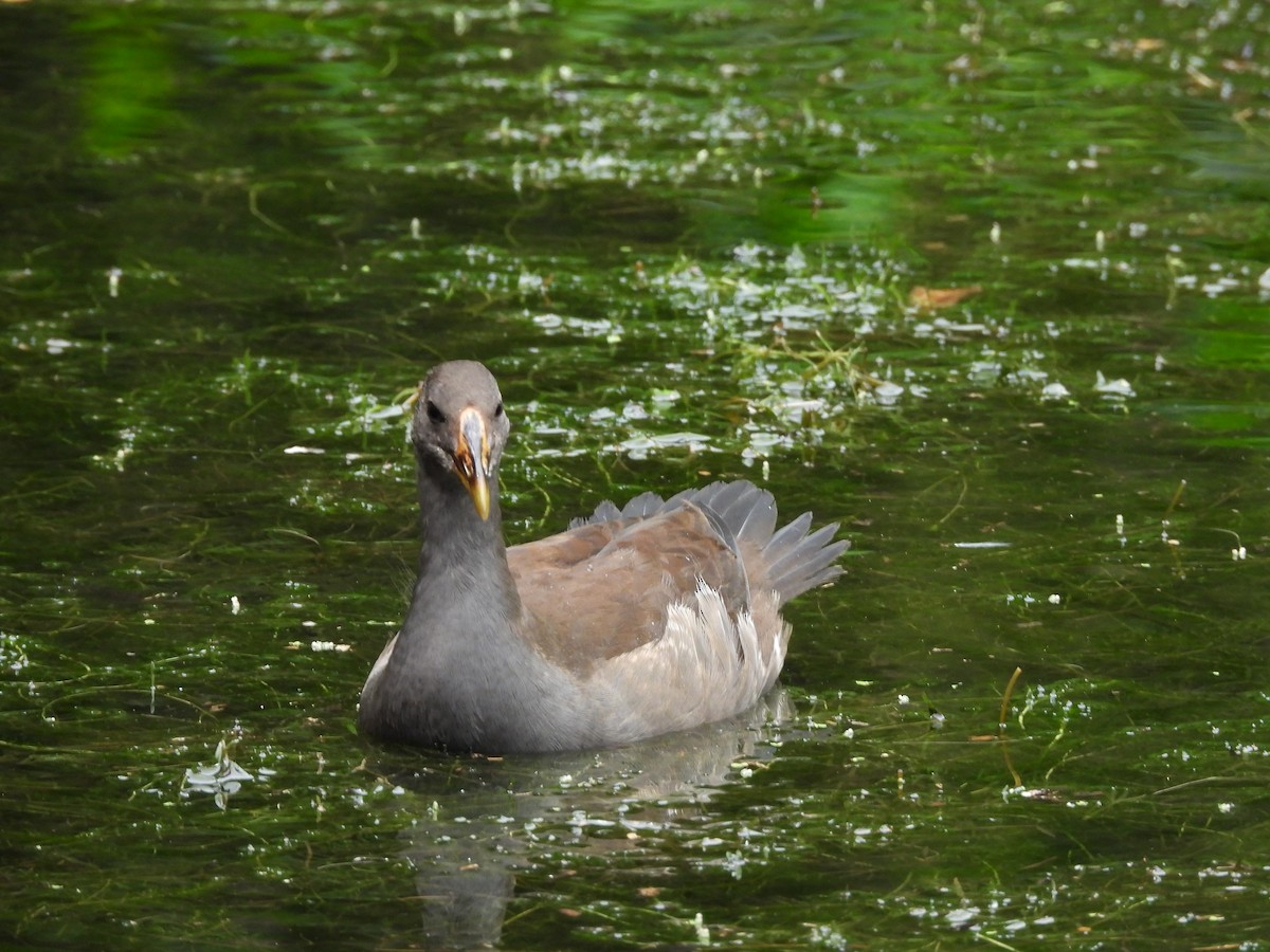 Dusky Moorhen - Stan Skeates