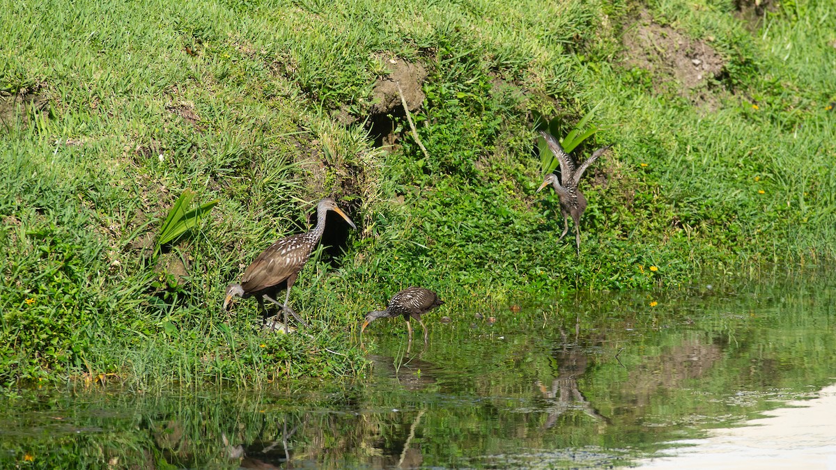 Limpkin (Speckled) - Robert Carter