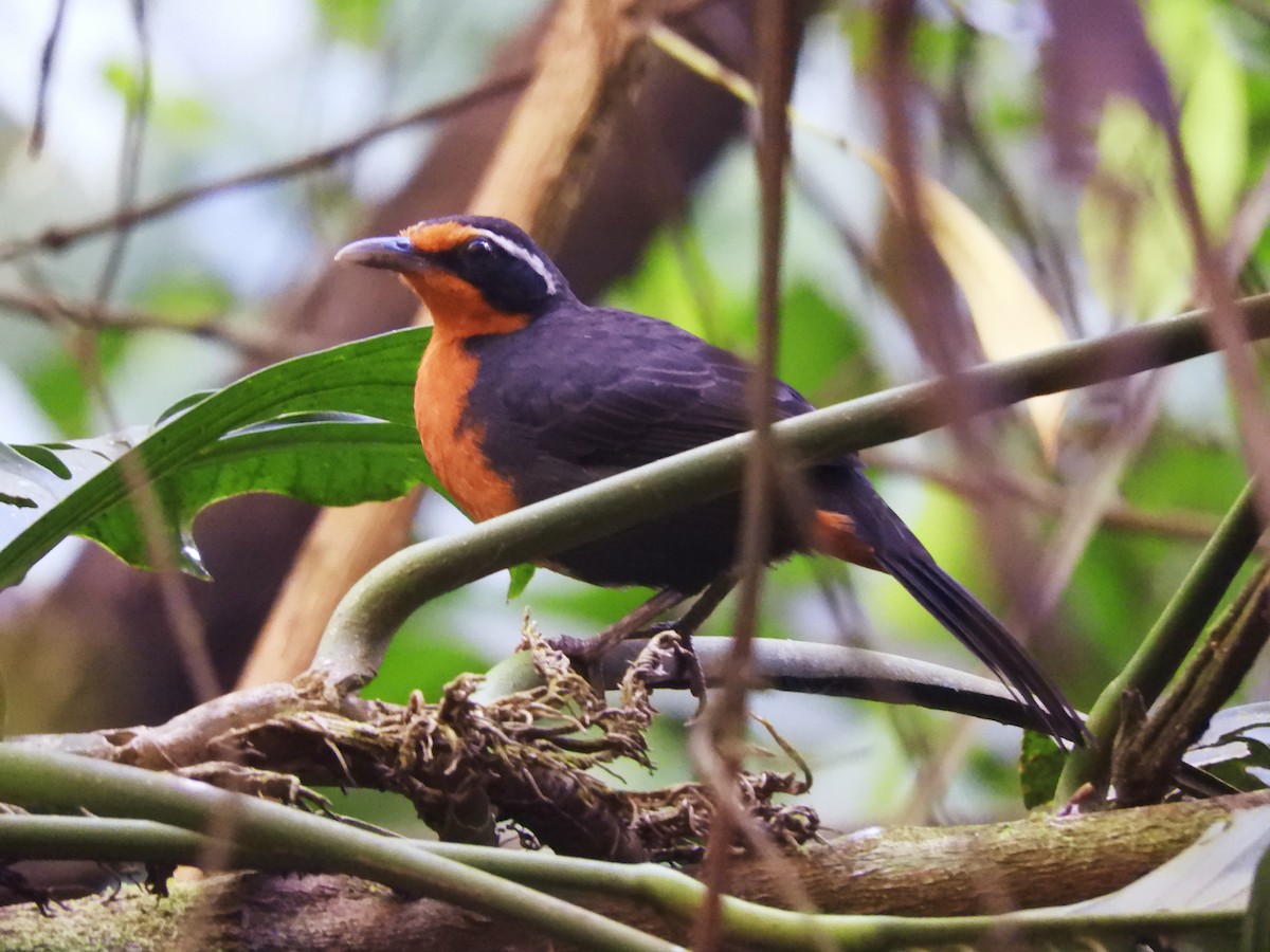 Rosy Thrush-Tanager - ML624063099