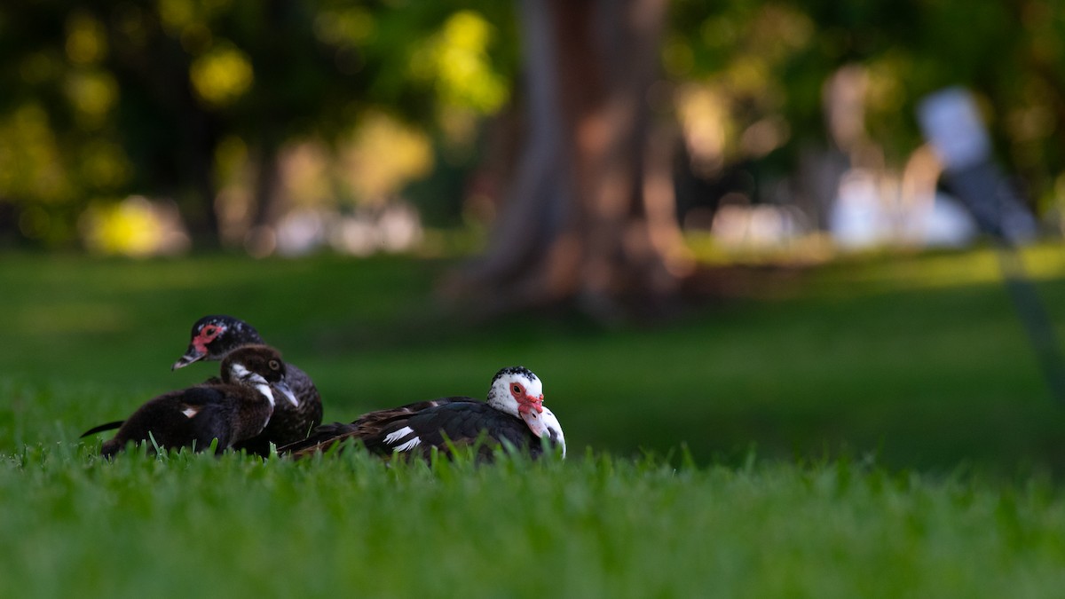 Muscovy Duck (Domestic type) - ML624063104