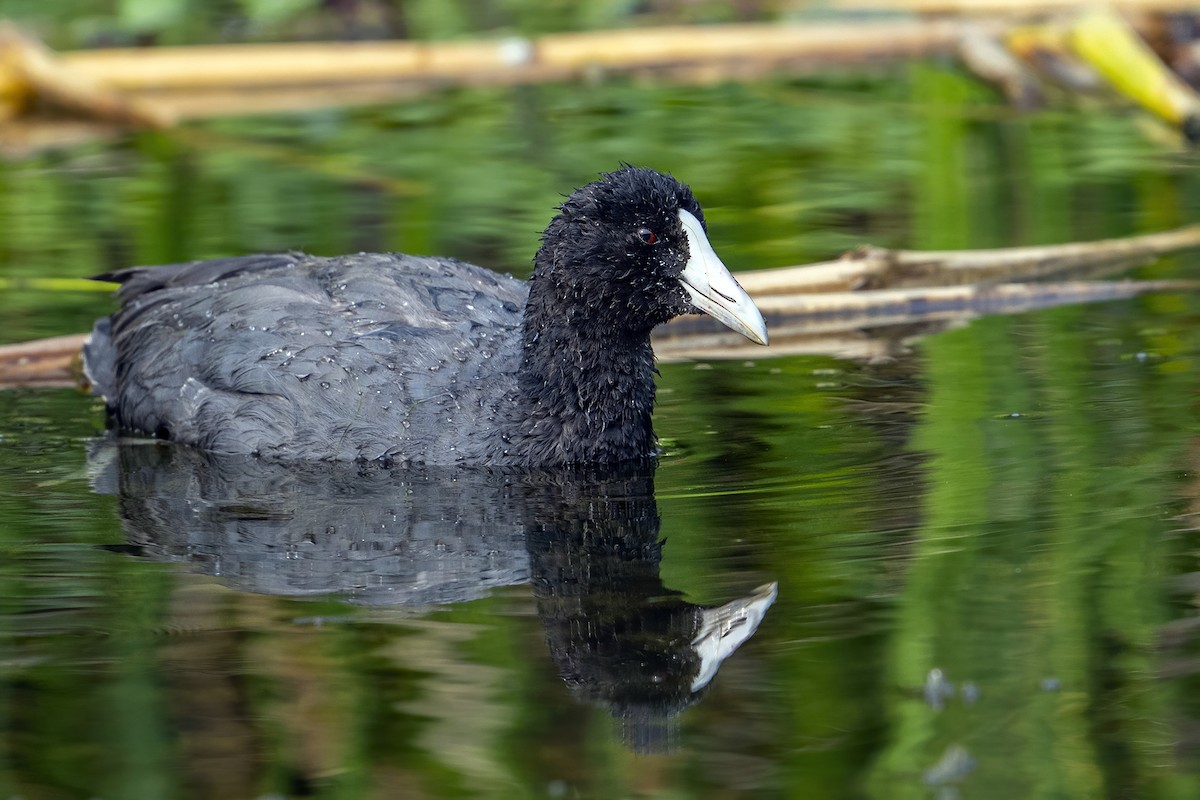 Slate-colored Coot - ML624063153