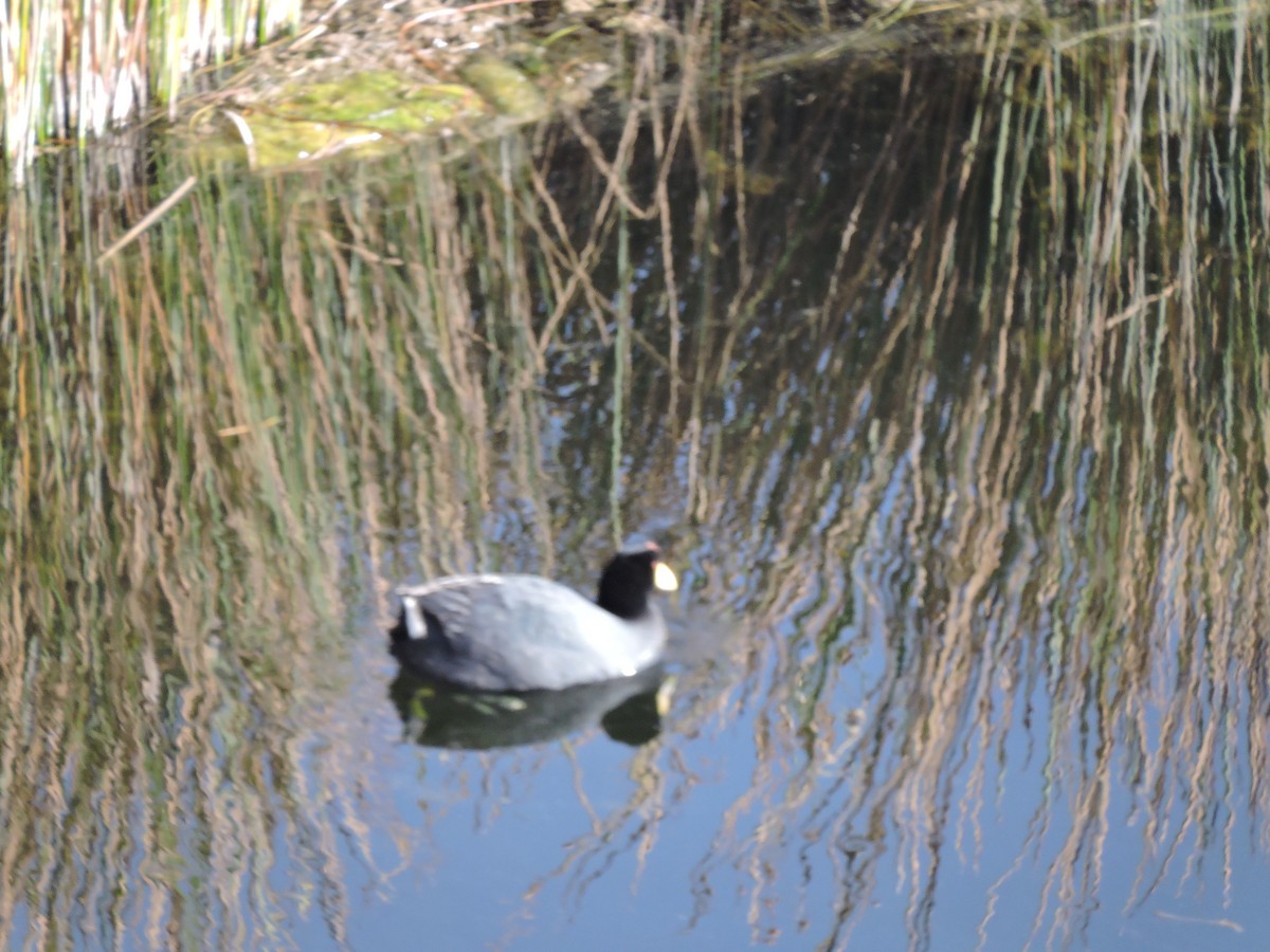 Slate-colored Coot - ML624063165