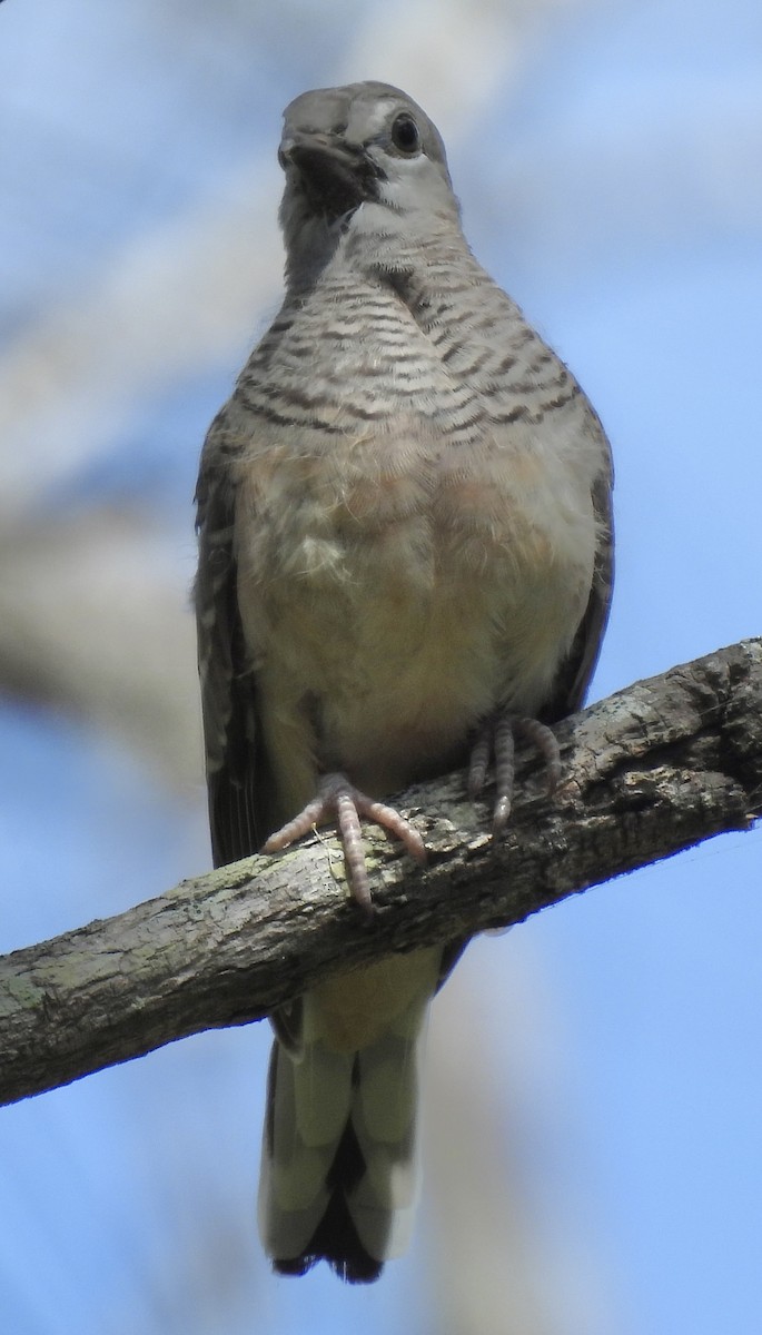 Peaceful Dove - ML624063183