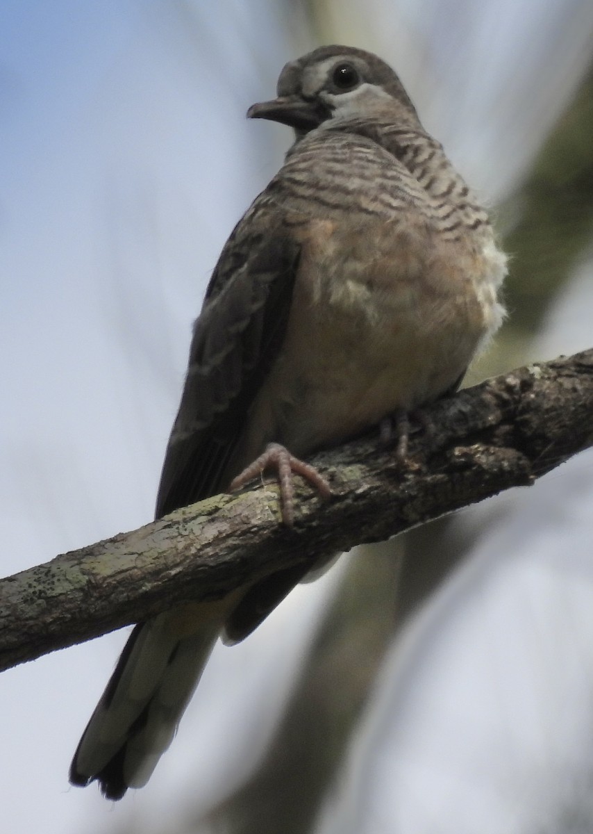 Peaceful Dove - ML624063184