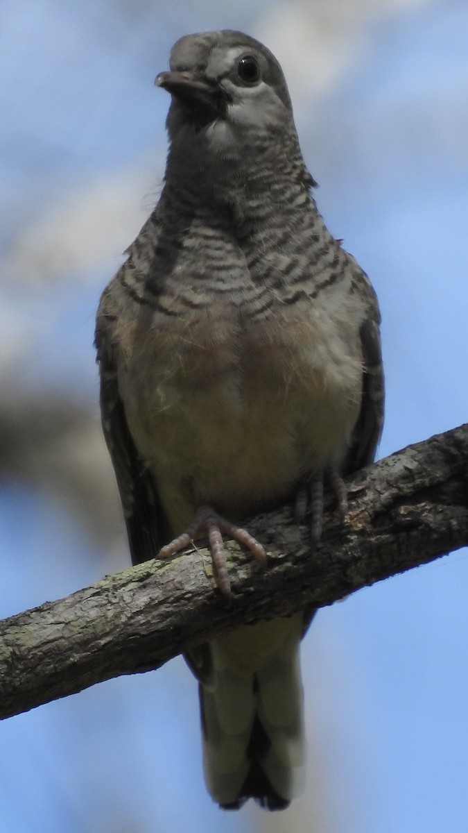 Peaceful Dove - ML624063185