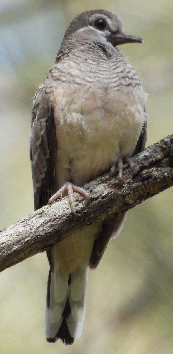 Peaceful Dove - ML624063197