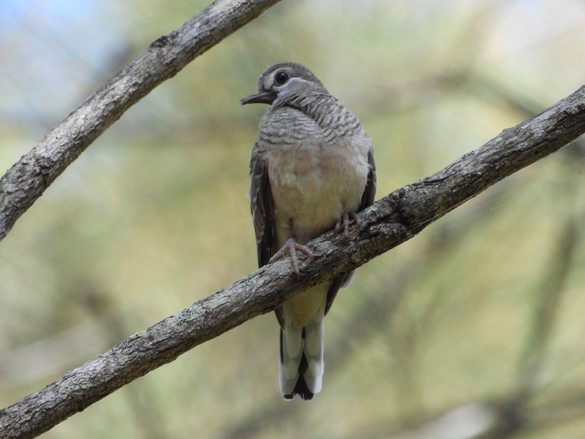 Peaceful Dove - ML624063202