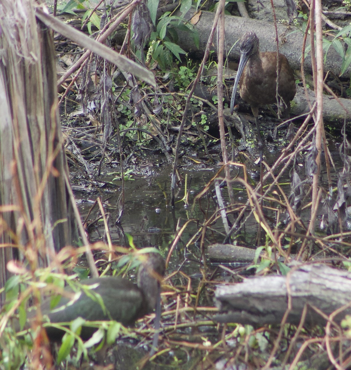 White-faced Ibis - ML624063203