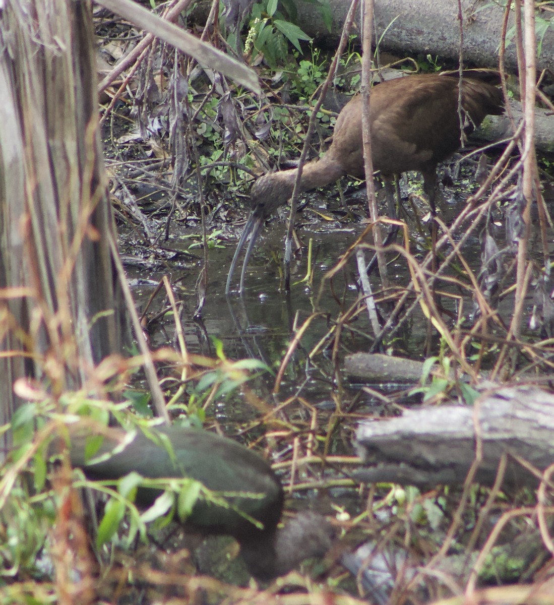 White-faced Ibis - ML624063205