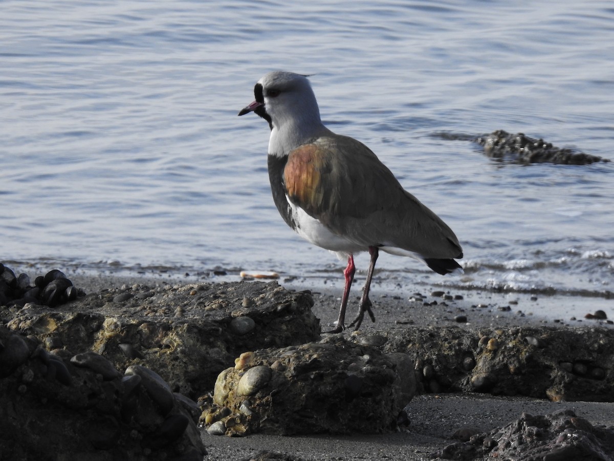 Southern Lapwing (chilensis/fretensis) - ML624063217