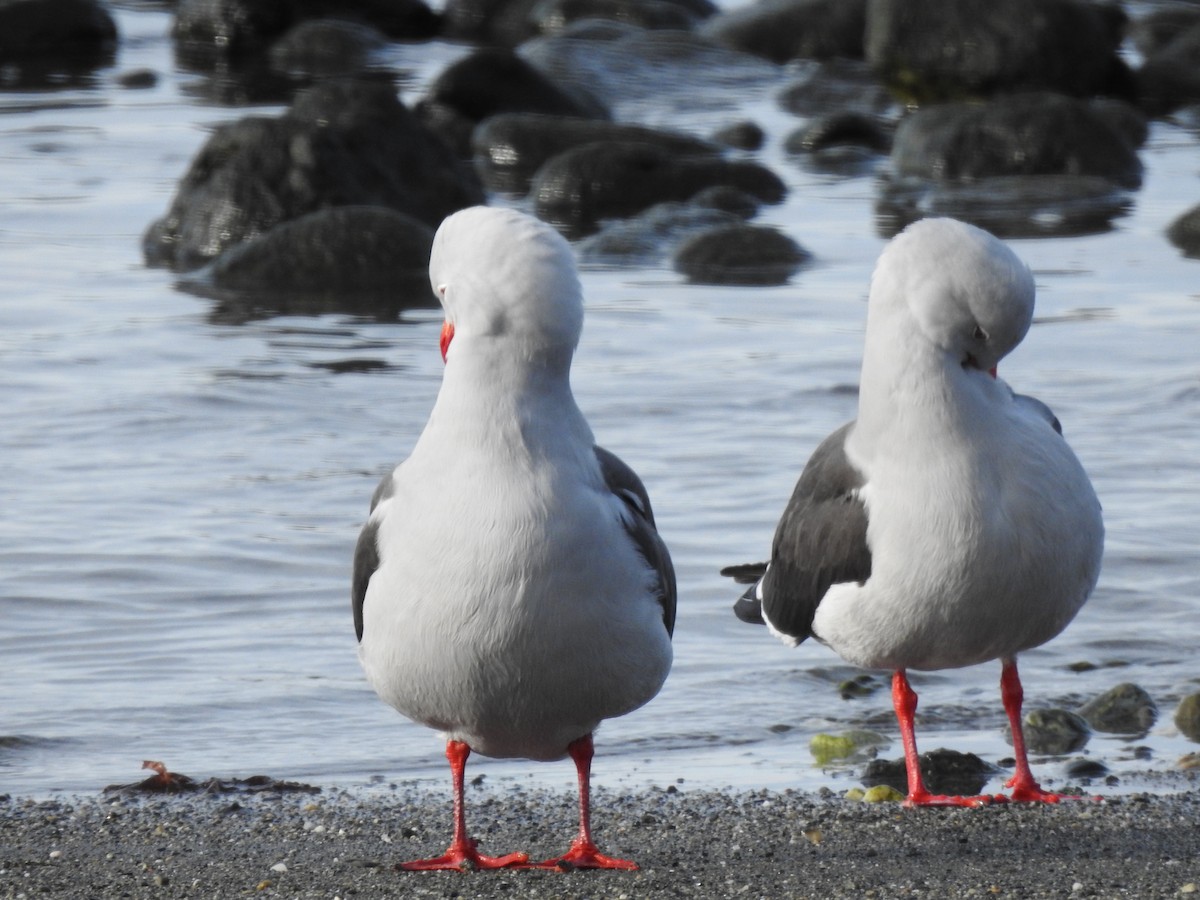 Dolphin Gull - ML624063222