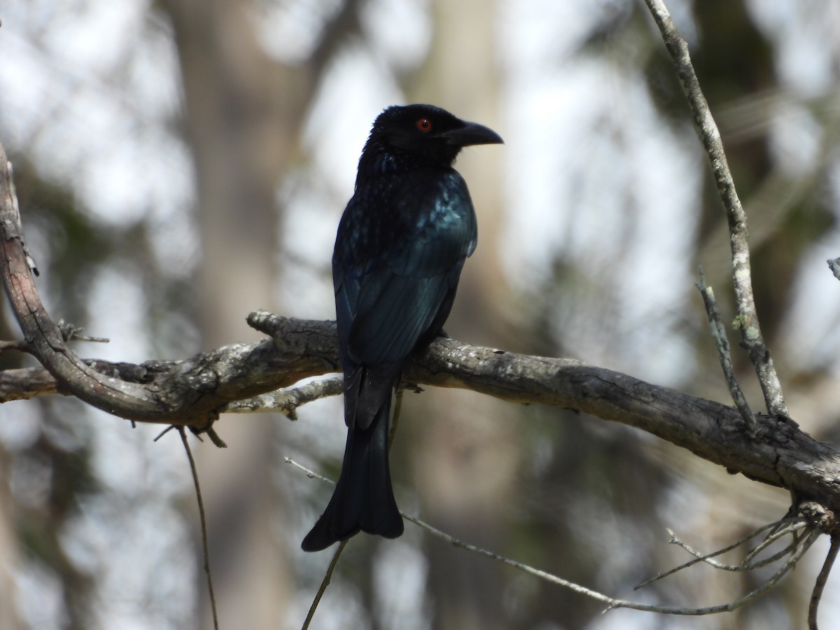 Spangled Drongo - ML624063223