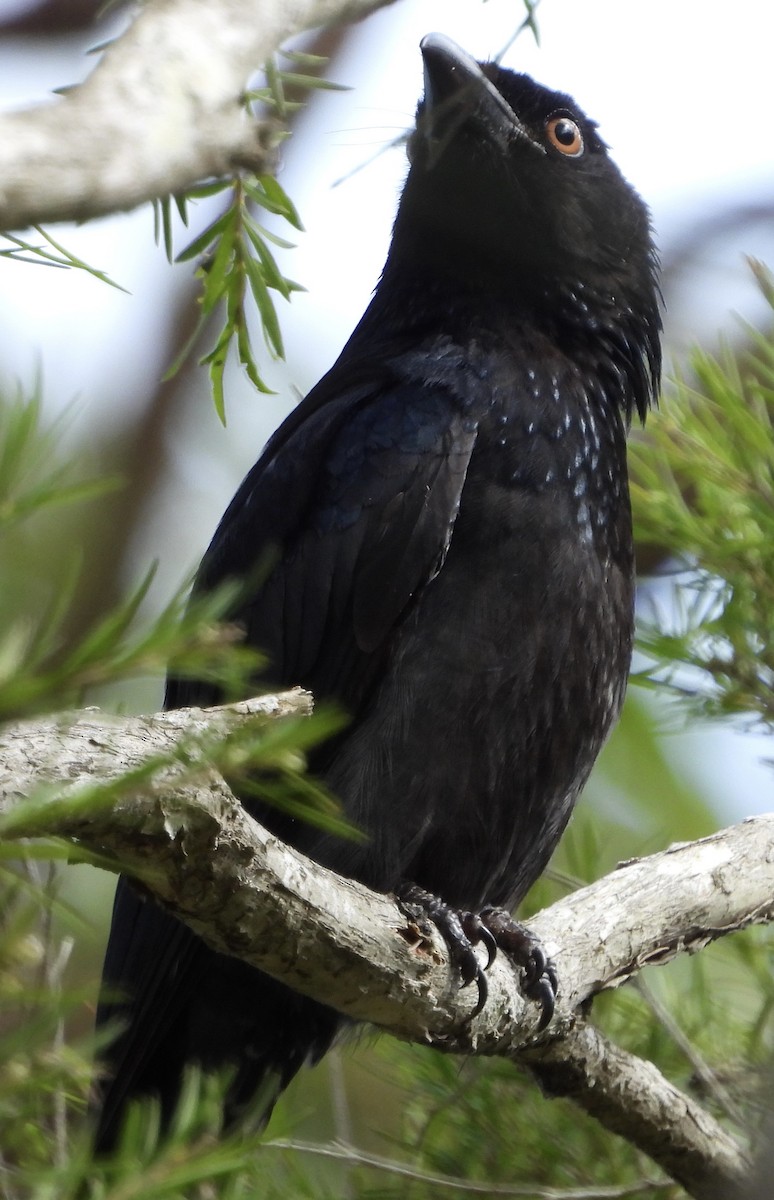 Spangled Drongo - ML624063232