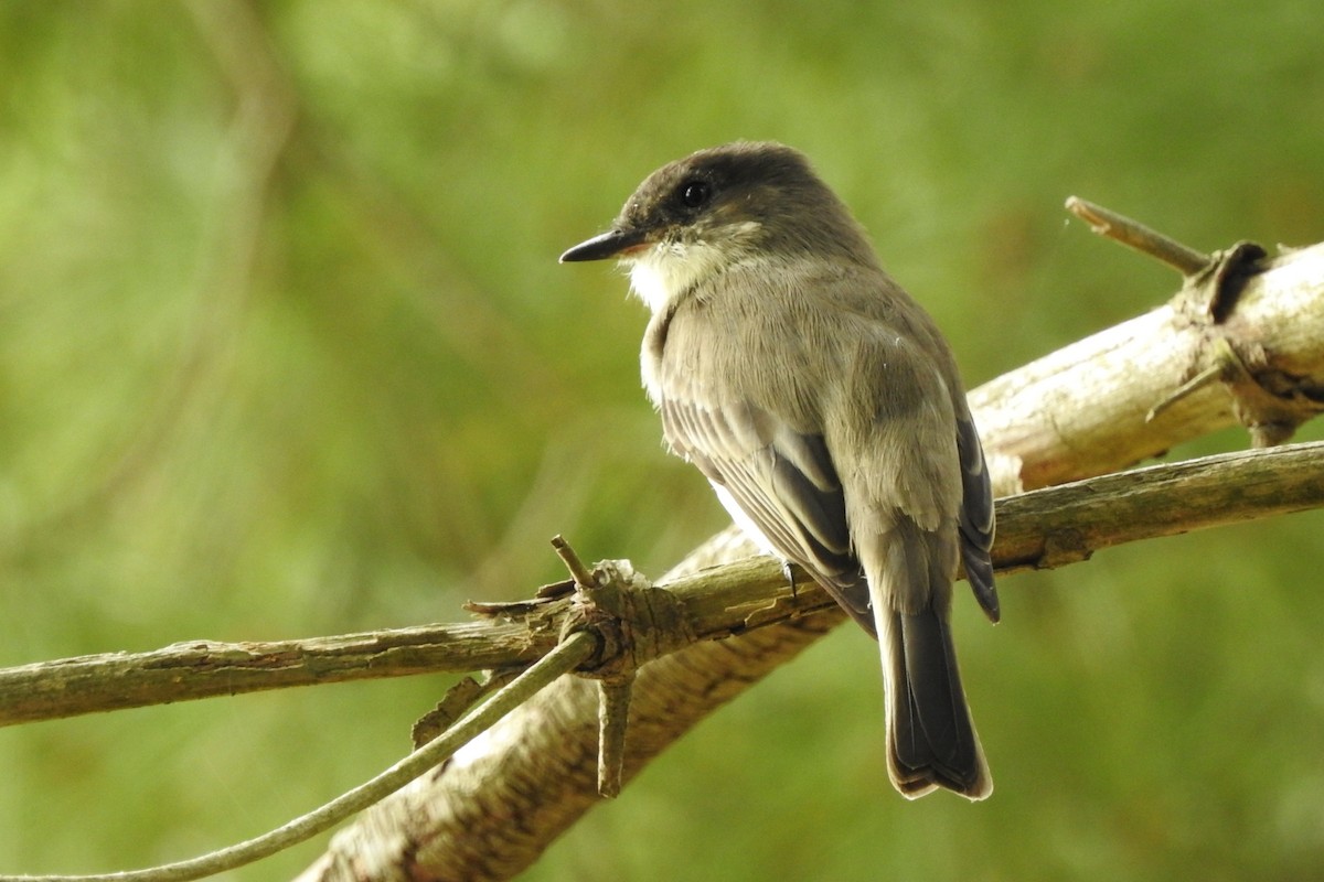 Eastern Phoebe - ML624063239