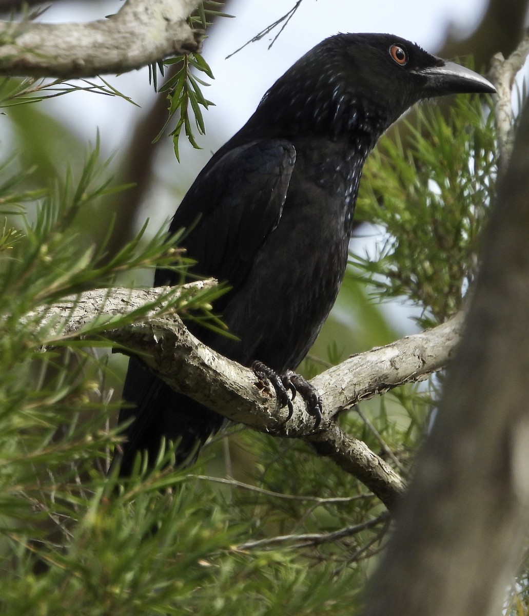 Spangled Drongo - ML624063240