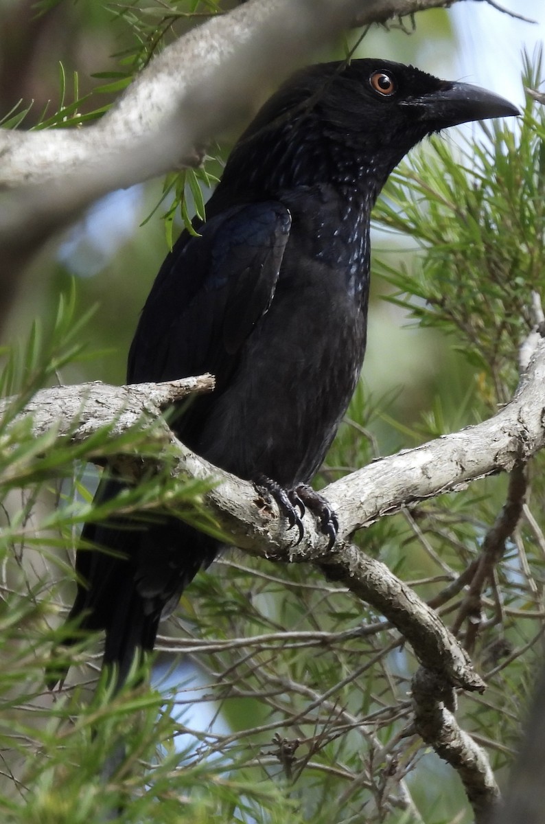 Spangled Drongo - ML624063247