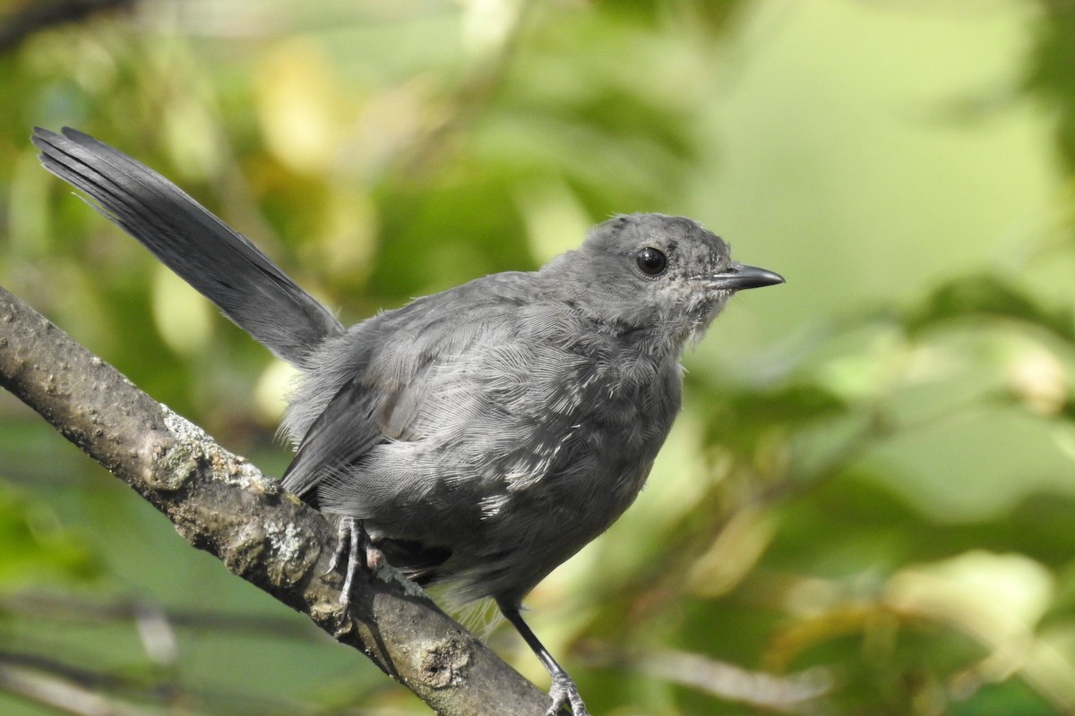 Gray Catbird - ML624063248