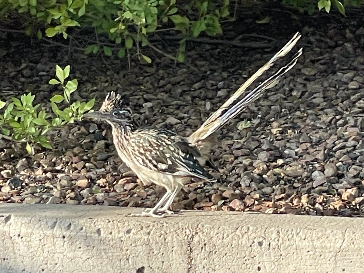 Greater Roadrunner - ML624063272