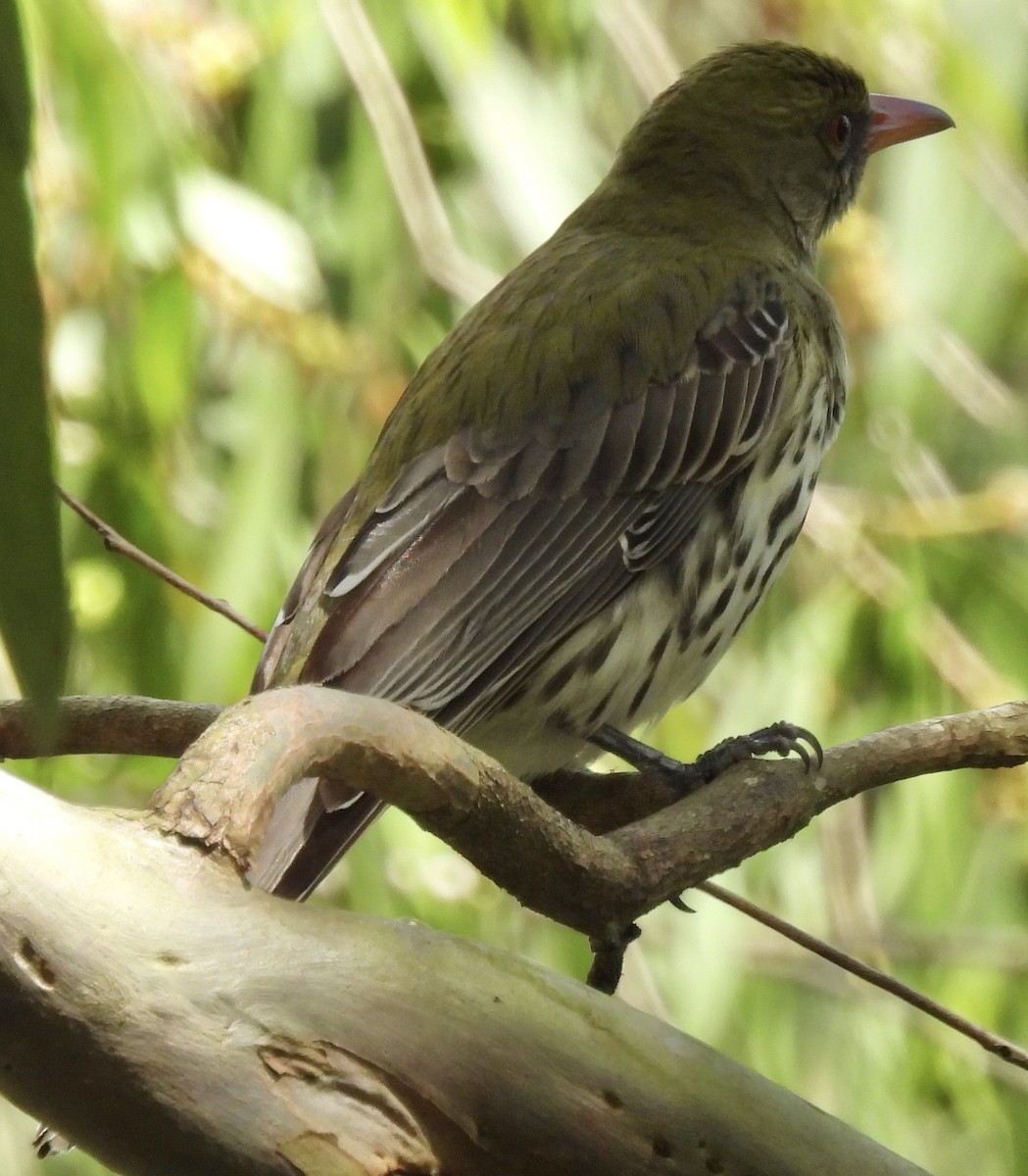 Olive-backed Oriole - ML624063300