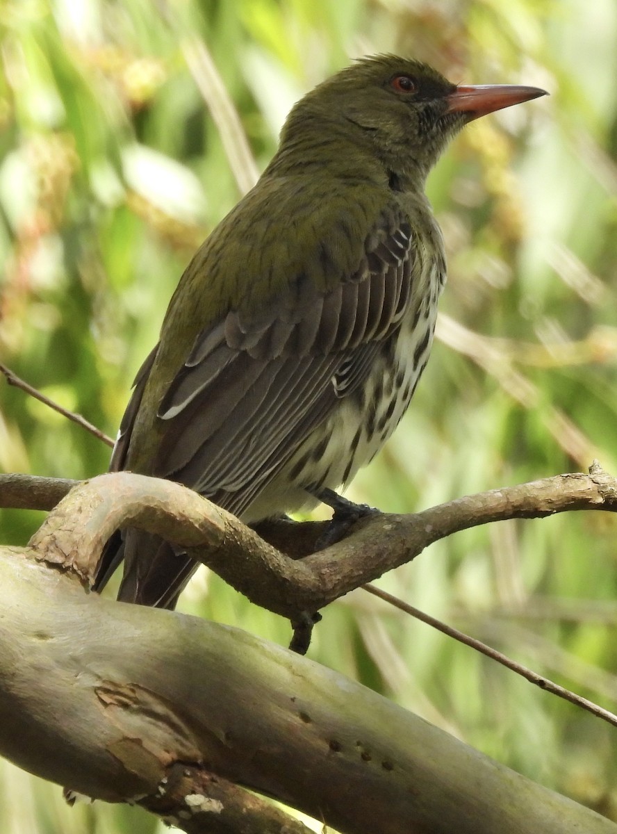 Olive-backed Oriole - ML624063308