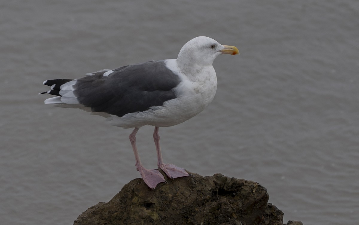 Western Gull - ML624063314