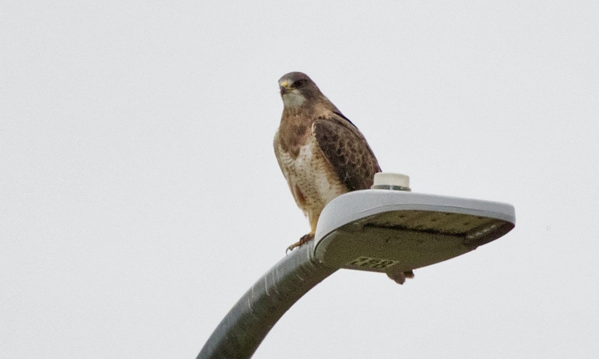 Swainson's Hawk - ML624063324