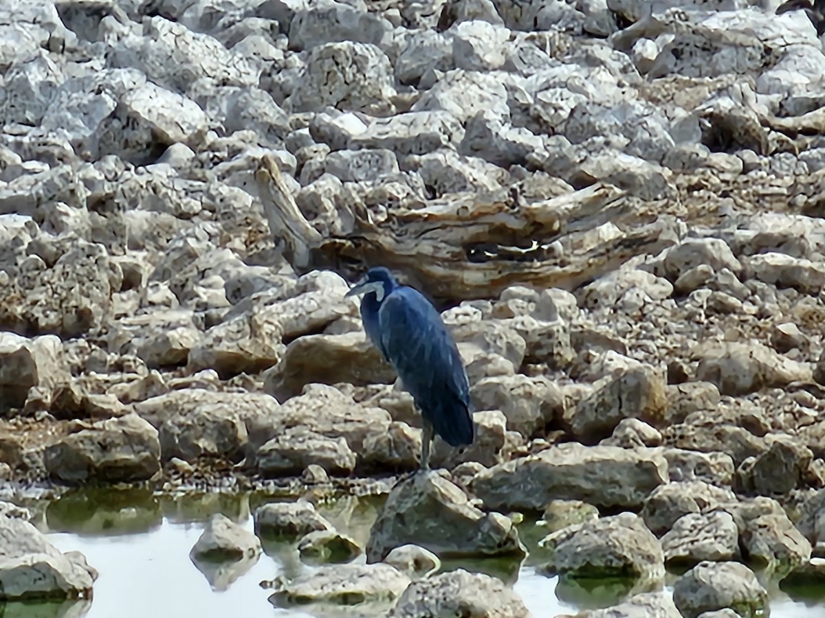 Black-headed Heron - ML624063326