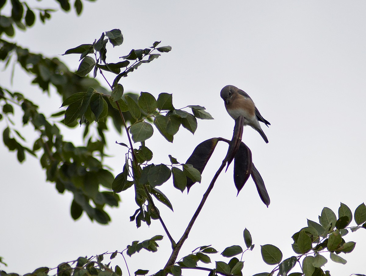 Eastern Bluebird - Gary Zenitsky