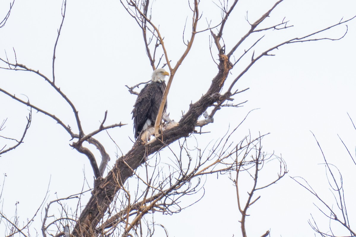 Bald Eagle - ML624063332