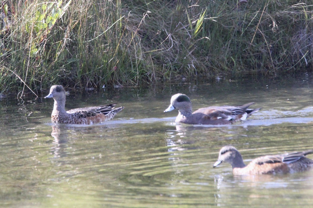 American Wigeon - ML624063348