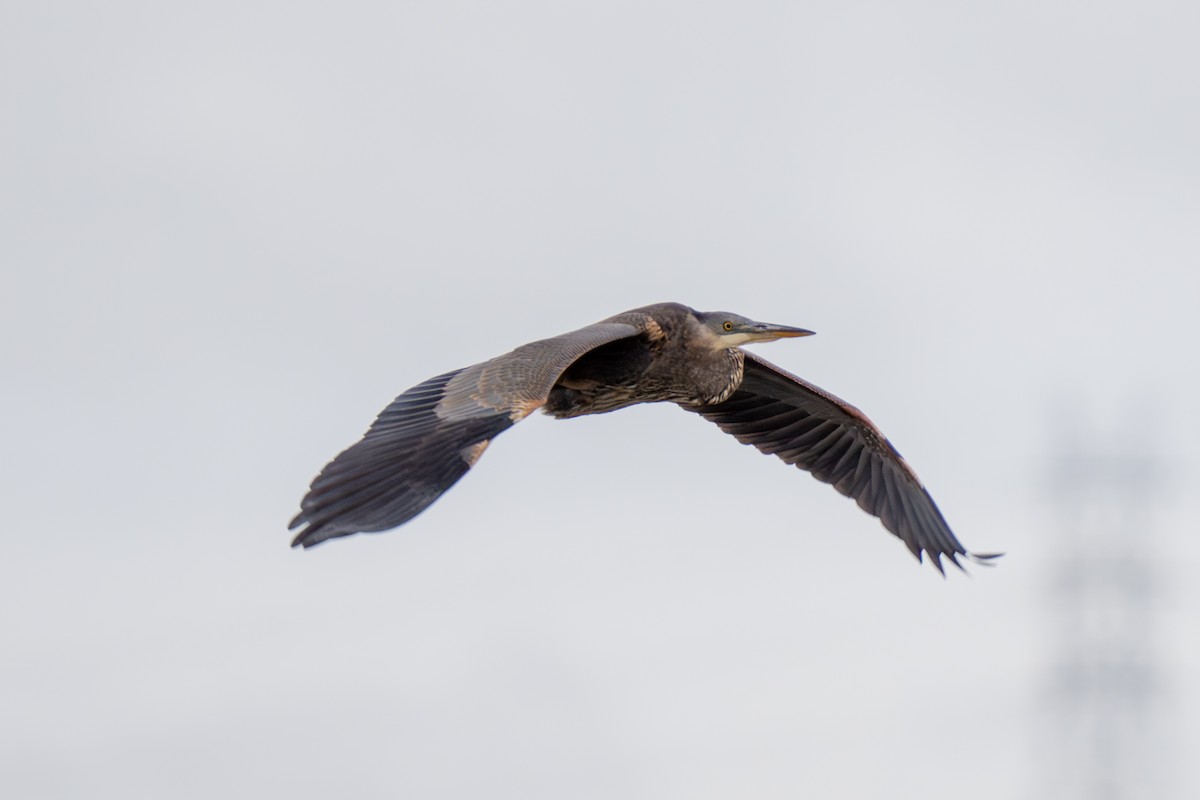 Great Blue Heron - ML624063369