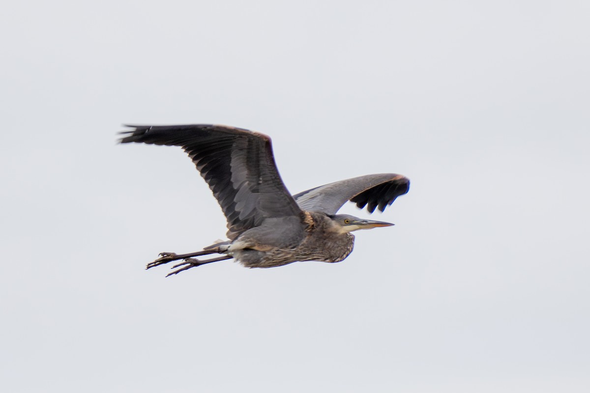 Great Blue Heron - ML624063370