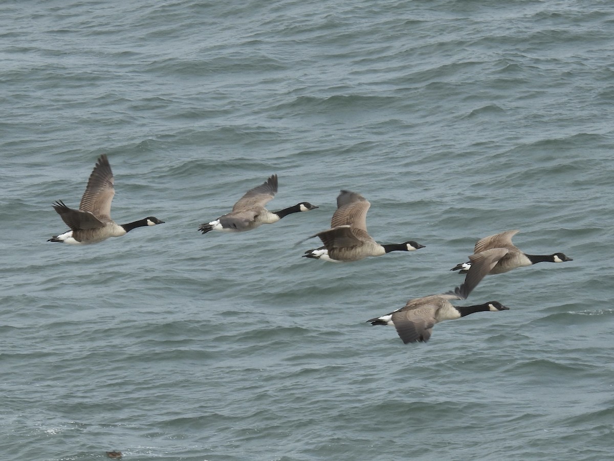 Canada Goose - ML624063373