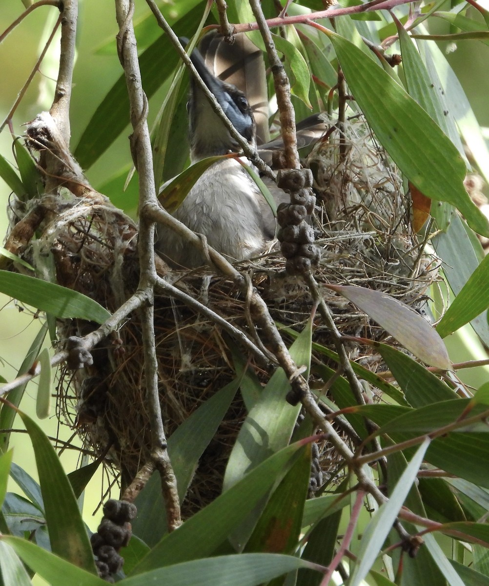 Little Friarbird - ML624063390