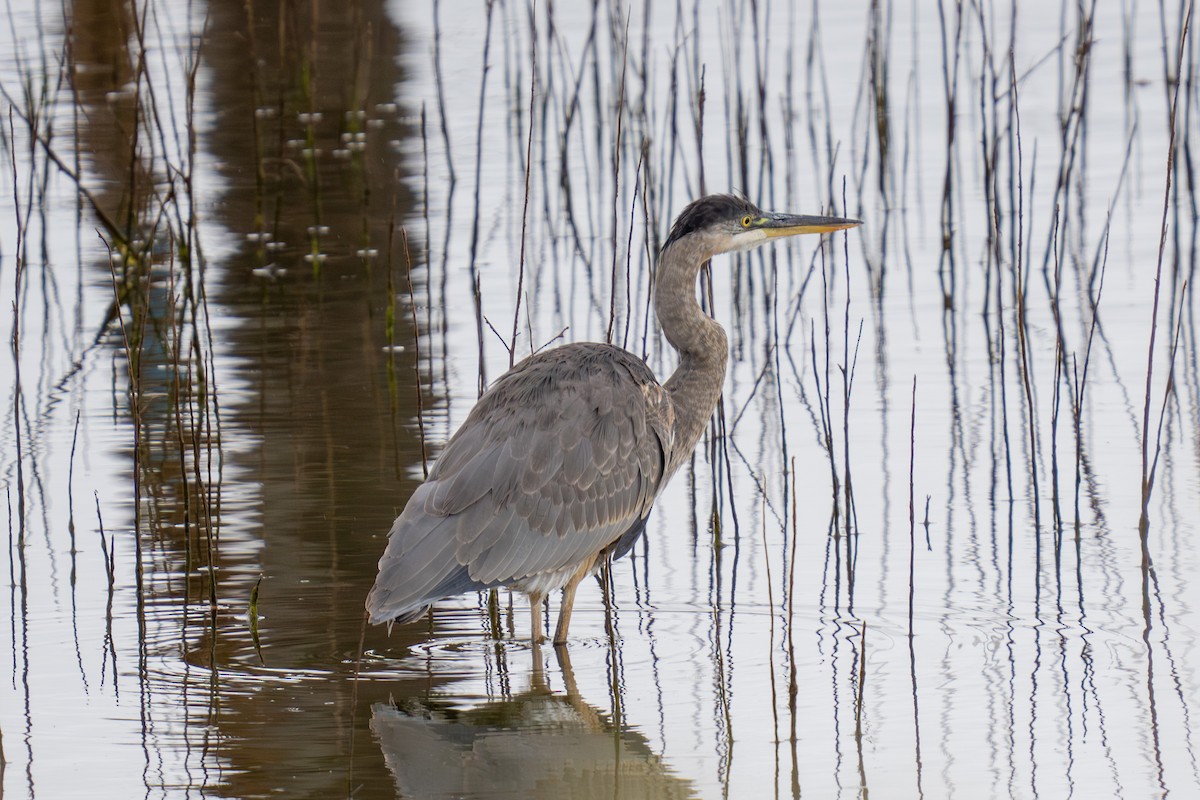 Great Blue Heron - ML624063391