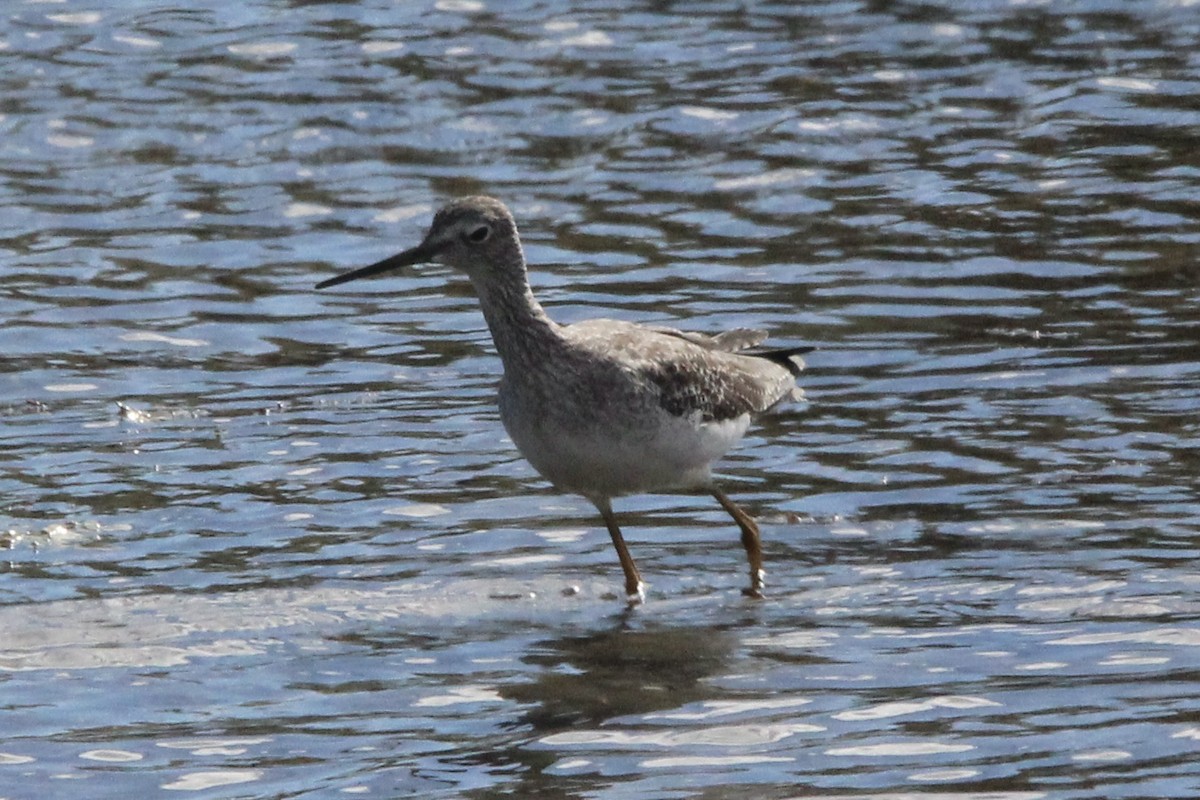 Greater Yellowlegs - ML624063394