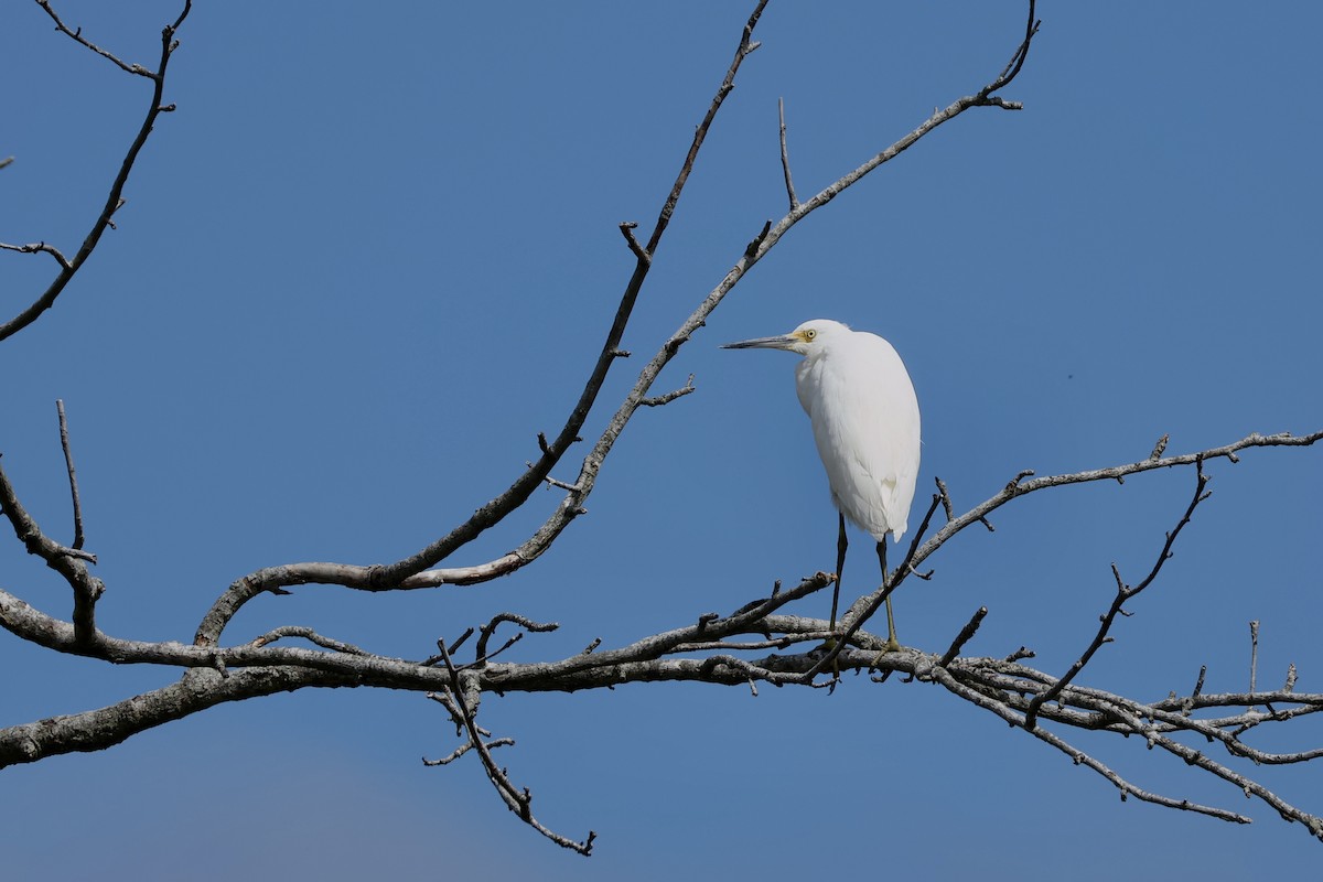 Snowy Egret - Rand Quinn