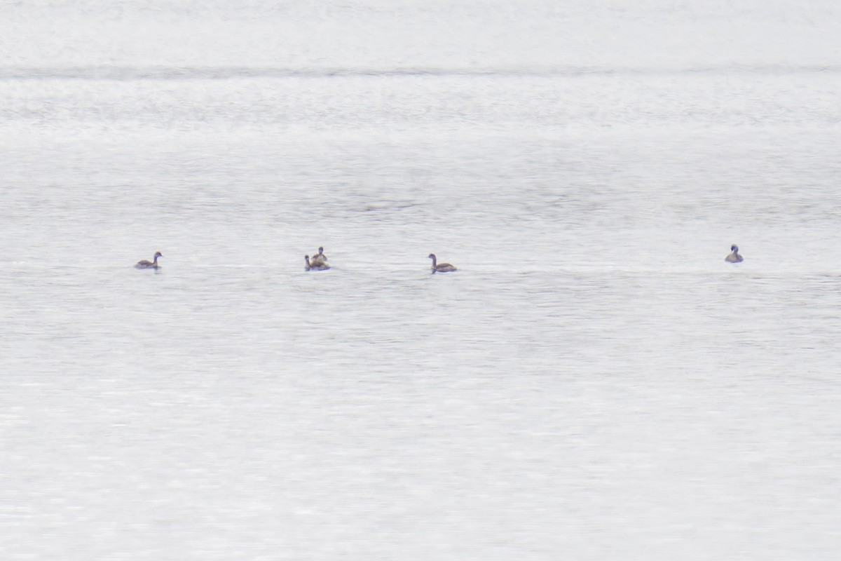 Eared Grebe - Robert Raker