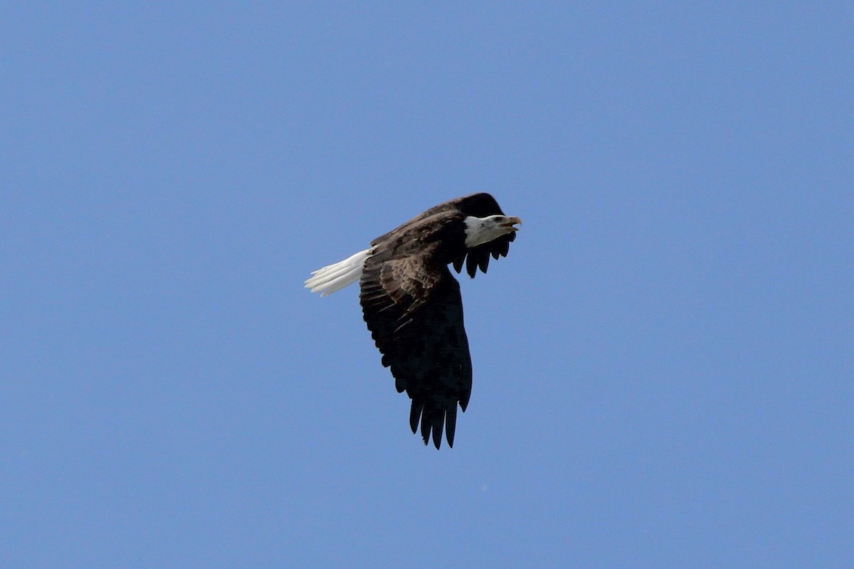 Bald Eagle - Quinn Desilets