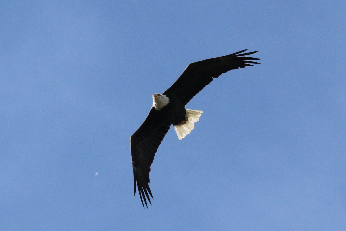 Bald Eagle - ML624063409