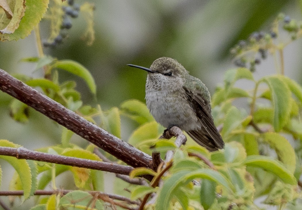 Anna's Hummingbird - ML624063410