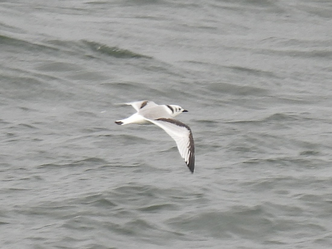 Black-legged Kittiwake - ML624063418