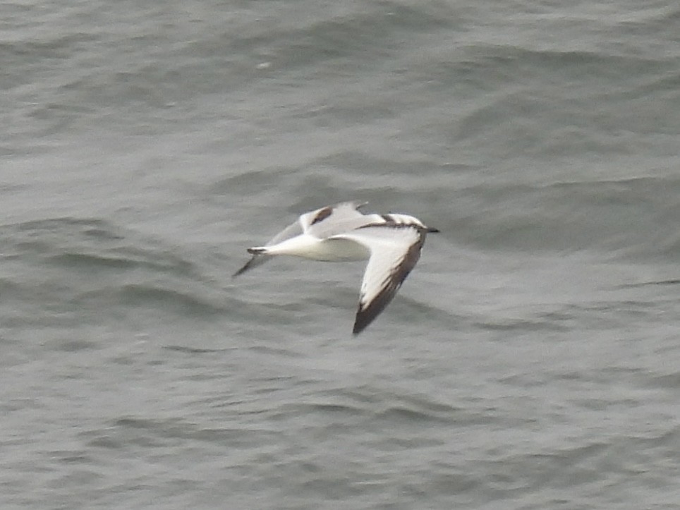 Black-legged Kittiwake - ML624063419