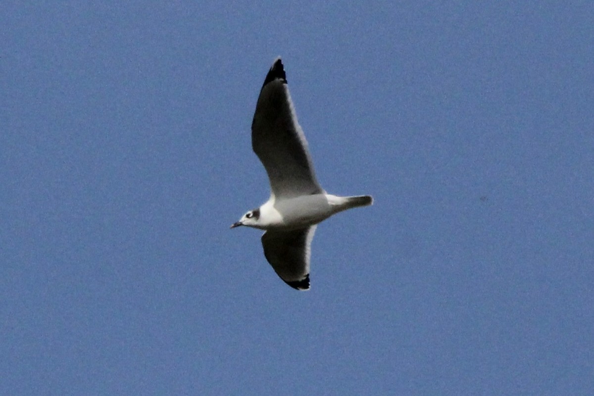 Franklin's Gull - ML624063440