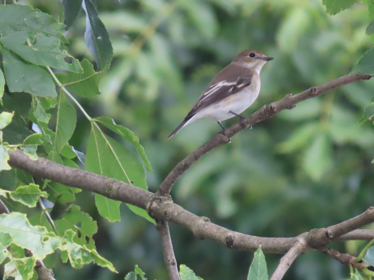 European Pied Flycatcher - ML624063454