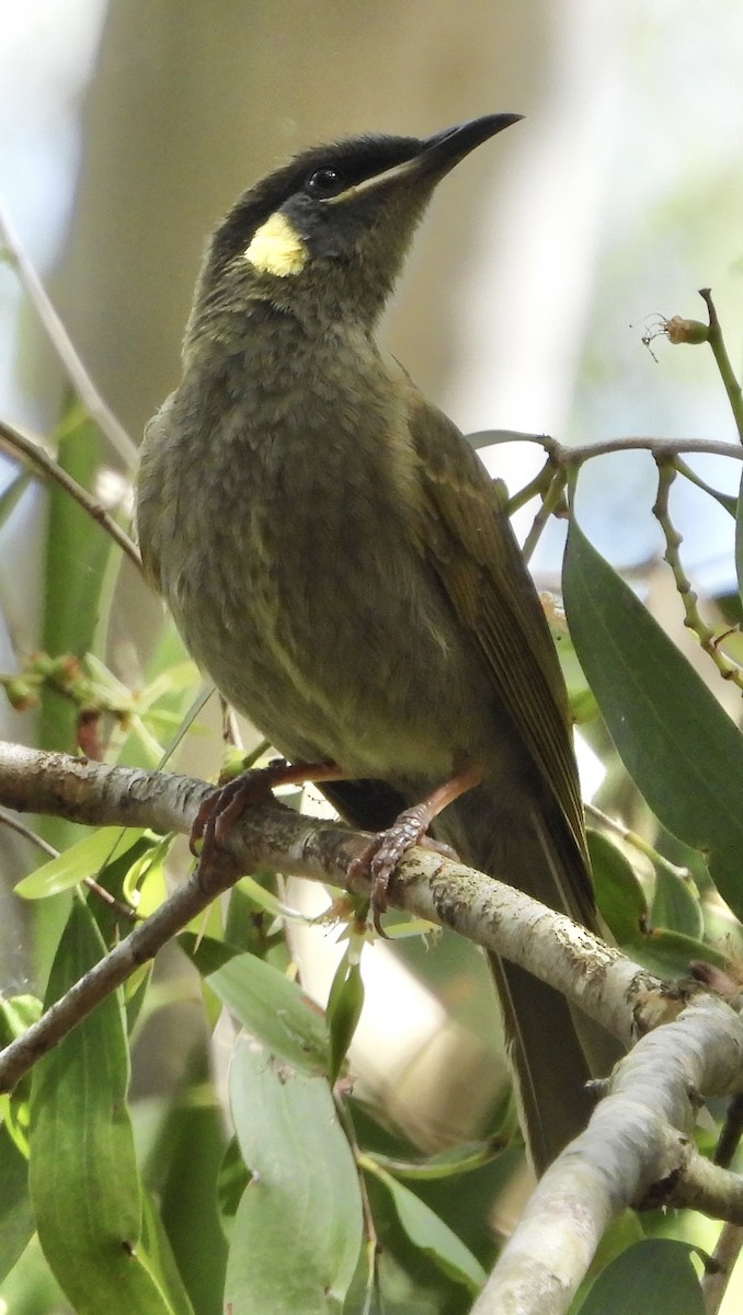 Lewin's Honeyeater - ML624063460