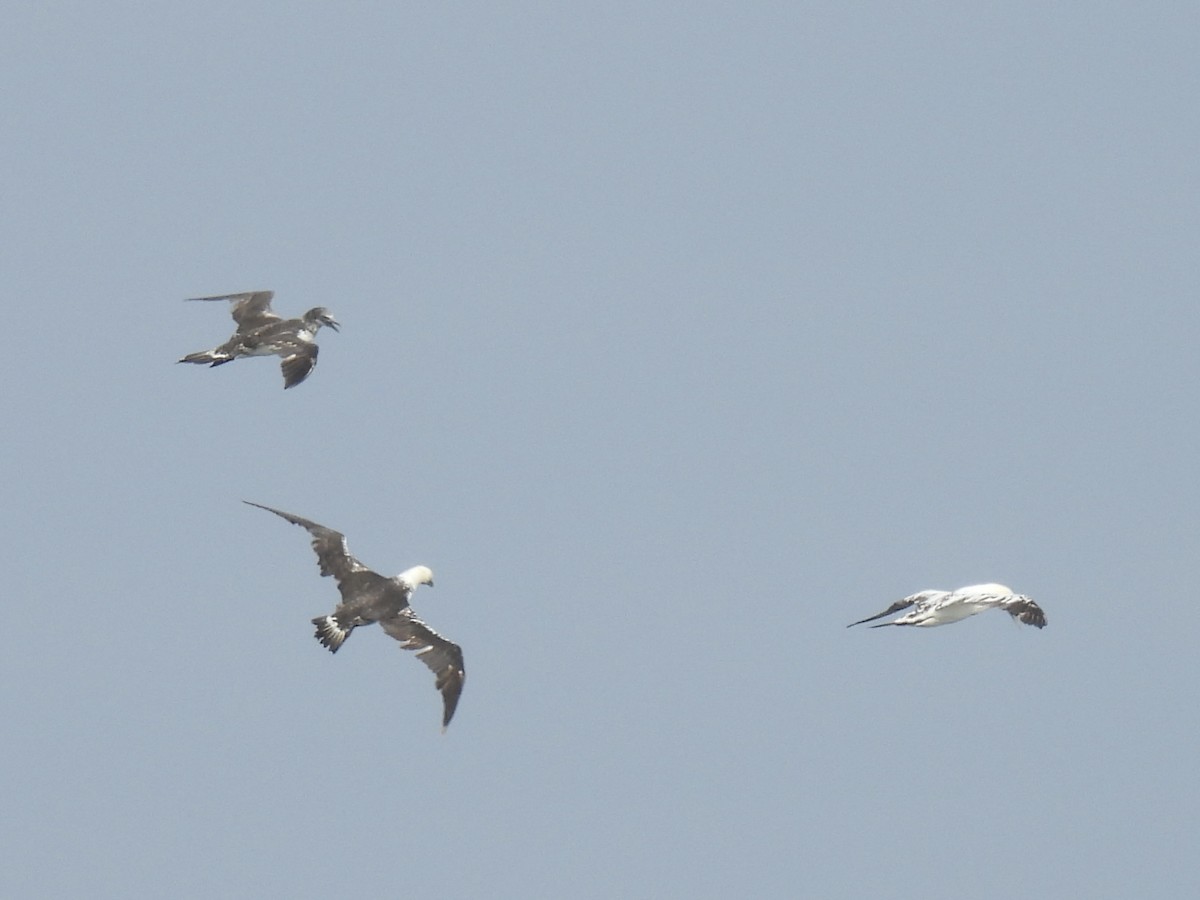 Northern Gannet - Curt Nehrkorn