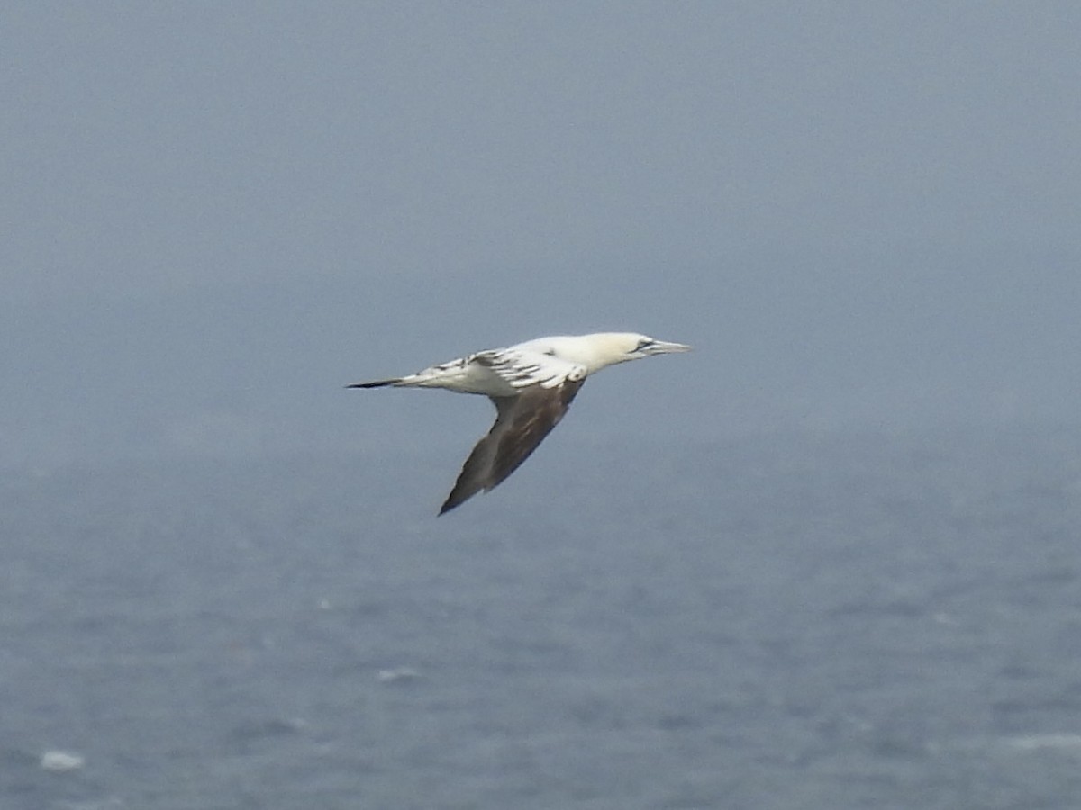 Northern Gannet - Curt Nehrkorn