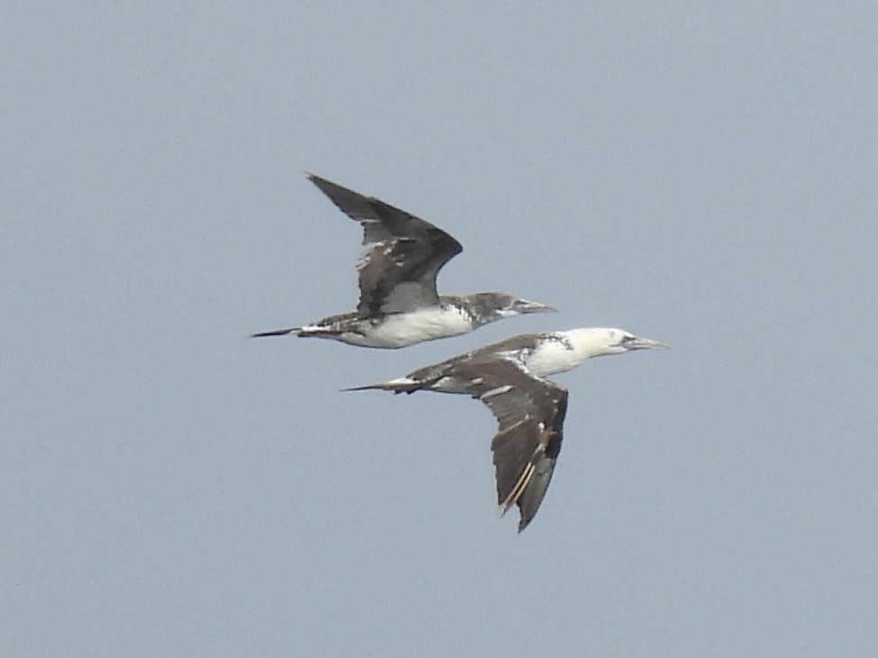 Northern Gannet - ML624063468