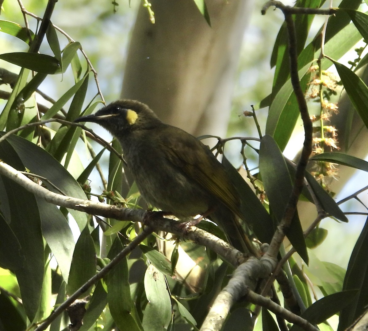 Lewin's Honeyeater - ML624063470